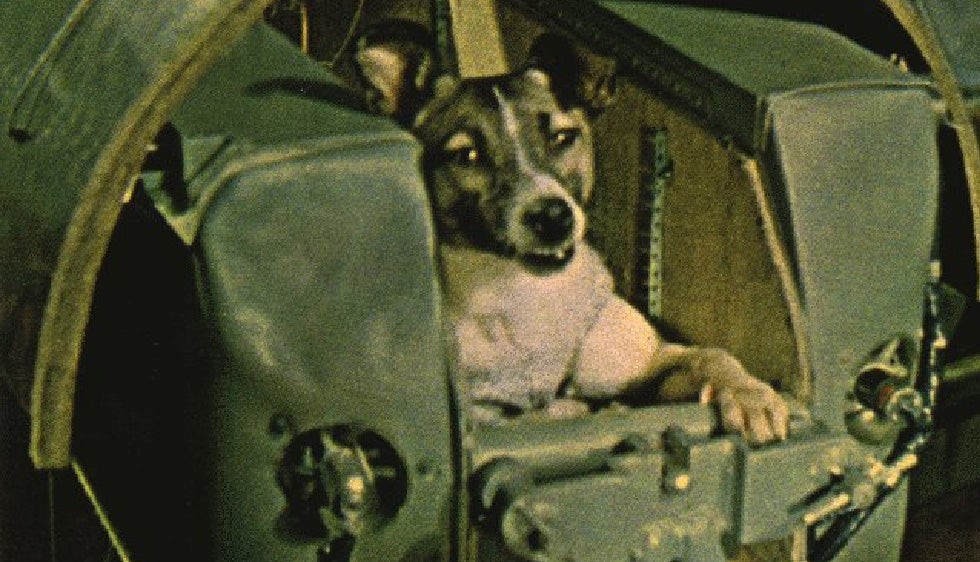 Hommage à Laïka, l’étoile éternelle ✨ dune