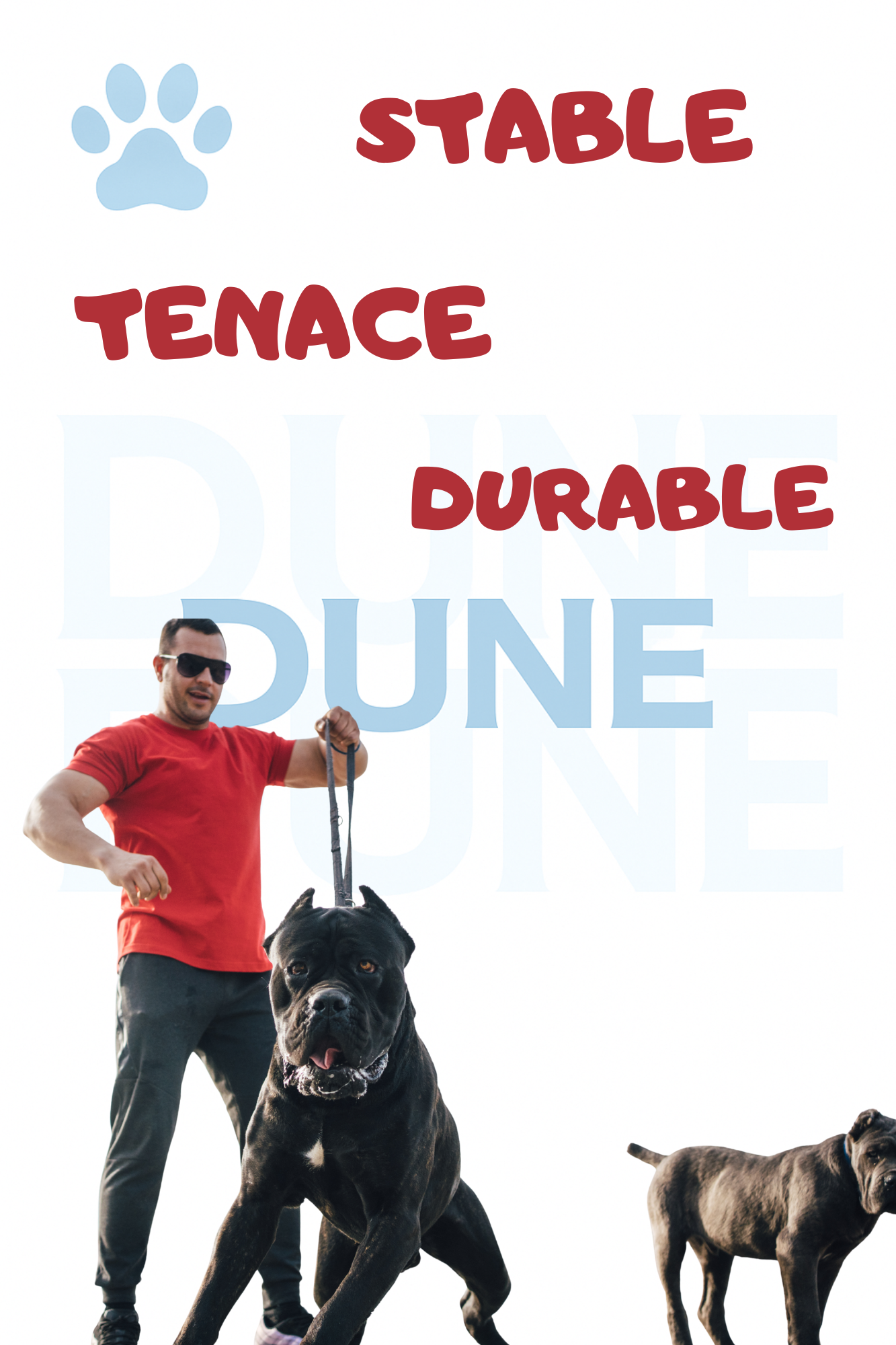 Laisse Tressée Ultra-Résistante – Confort & Sécurité