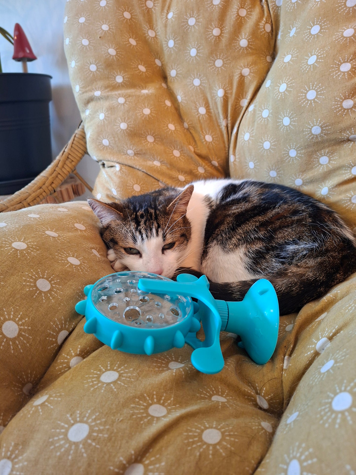 🐾 Le Jouet Interactif 360°