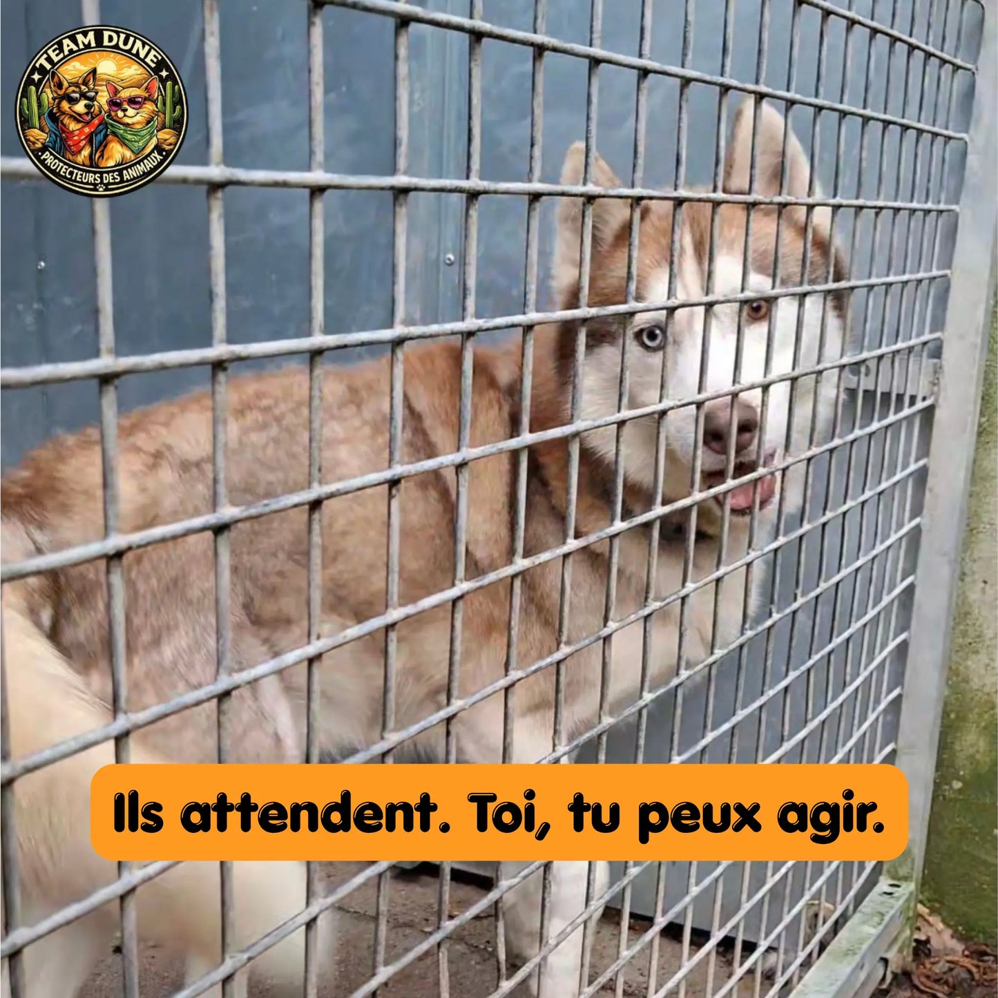 Les animaux ont besoin de protecteurs.