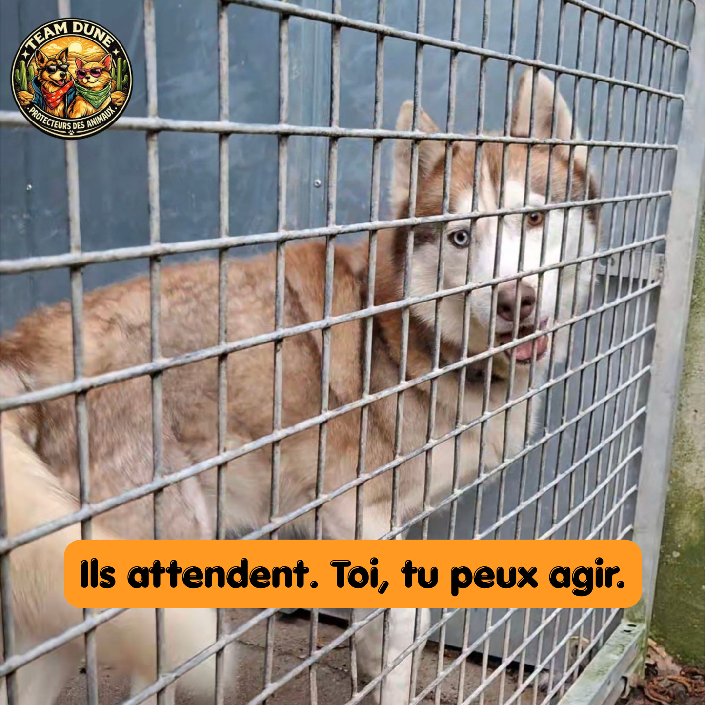 Bracelet Pierre Naturelle Patte de Chien — Ce Que la Terre Garde en Mémoire